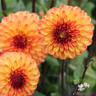 Autumn Pumpkin Dahlia Tuber