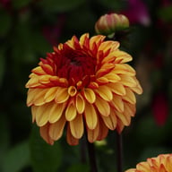 Autumn Pumpkin Dahlia Tuber