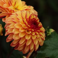 Autumn Pumpkin Dahlia Tuber