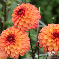 Autumn Pumpkin Dahlia Tuber