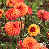 Autumn Pumpkin Dahlia Tuber