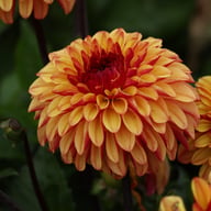 Autumn Pumpkin Dahlia Tuber