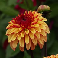 Autumn Pumpkin Dahlia Tuber