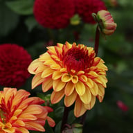 Autumn Pumpkin Dahlia Tuber