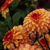 Autumn Pumpkin Dahlia Tuber