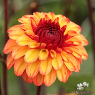 Autumn Pumpkin Dahlia Tuber