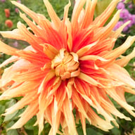 Autumn Sunburst Dahlia Tuber