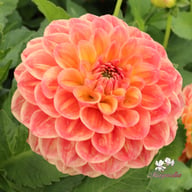 Autumn Times Dahlia Cutting