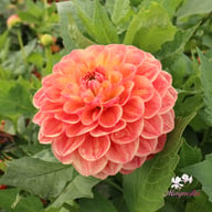 Autumn Times Dahlia Cutting