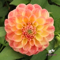 Autumn Times Dahlia Cutting