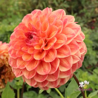 Autumn Times Dahlia Cutting