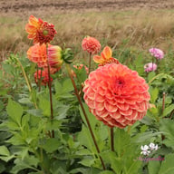 Autumn Times Dahlia Cutting