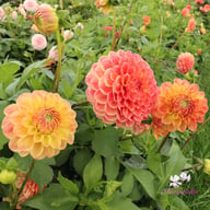 Autumn Times Dahlia Cutting