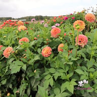 Autumn Times Dahlia Cutting