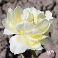 Avant Garde Tulip Bulbs