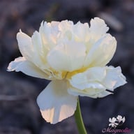 Avant Garde Tulip Bulbs
