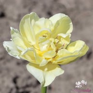 Avant Garde Tulip Bulbs