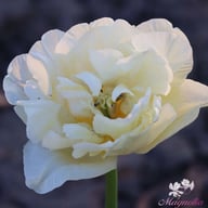 Avant Garde Tulip Bulbs