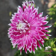 Avignon Dahlia Knöl