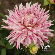 Avignon Dahlia Knöl