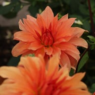 Babylon Bronze Dahlia Tuber