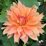 Babylon Bronze Dahlia Tuber