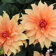 Babylon Bronze Dahlia Tuber