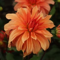 Babylon Bronze Dahlia Tuber