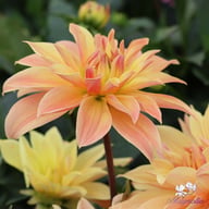 Babylon Bronze Dahlia Tuber