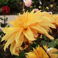 Babylon Geel (Yellow) Dahlia Tuber