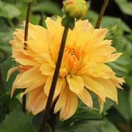 Babylon Geel (Yellow) Dahlia Knöl