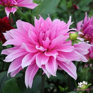 Babylon Lilac Dahlia Knöl