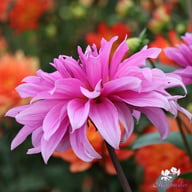 Babylon Lilac Dahlia Knöl