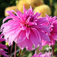 Babylon Lilac Dahlia Knöl