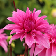 Babylon Lilac Dahlia Tuber