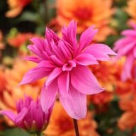 Babylon Lilac Dahlia Tuber