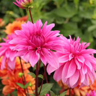 Babylon Lilac Dahlia Tuber