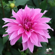 Babylon Lilac Dahlia Knöl