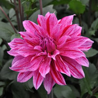 Babylon Lilac Gevlamd (Flame) Dahlia Knöl