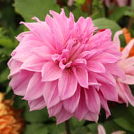 Babylon Lilac Gevlamd (Flame) Dahlia Tuber