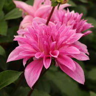 Babylon Lilac Gevlamd (Flame) Dahlia Tuber