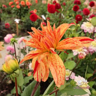 Babylon Mutant Yellow Flame Dahlia Knöl