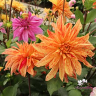 Babylon Mutant Yellow Flame Dahlia Knöl