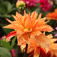 Babylon Mutant Yellow Flame Dahlia Knöl