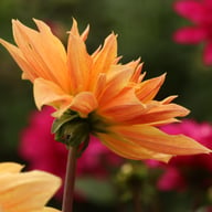 Babylon Mutant Yellow Flame Dahlia Knöl