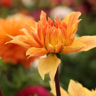 Babylon Mutant Yellow Flame Dahlia Knöl