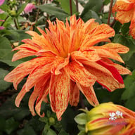 Babylon Mutant Yellow Flame Dahlia Knöl