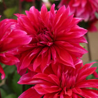 Babylon Paars (Purple) Dahlia Tuber