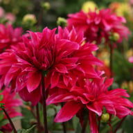 Babylon Paars (Purple) Dahlia Tuber