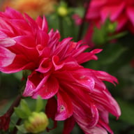 Babylon Paars (Purple) Dahlia Tuber